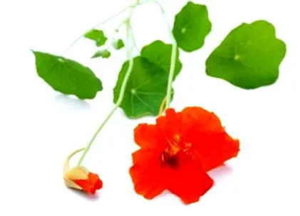 nasturtium
