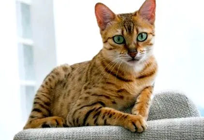 atkák purina