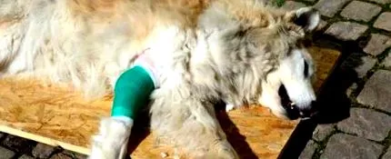 veterinară medicină