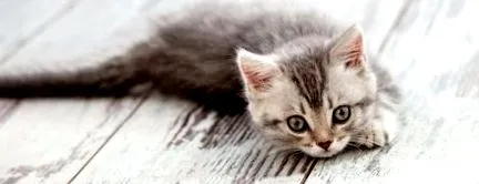 кошенята