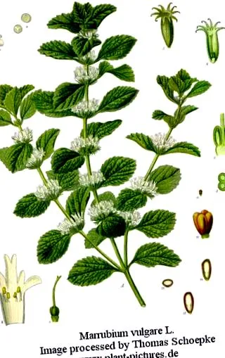 plante