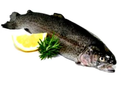 pisztráng