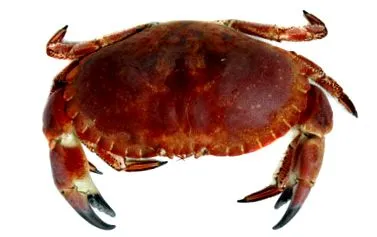 consumatorii