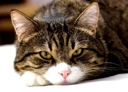 котів
