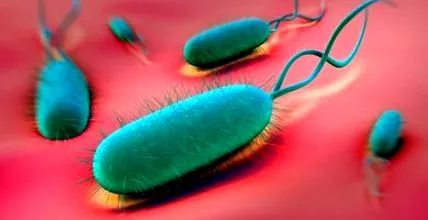 terapia helicobacter