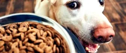 dieta
