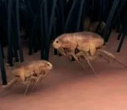 pinworms
