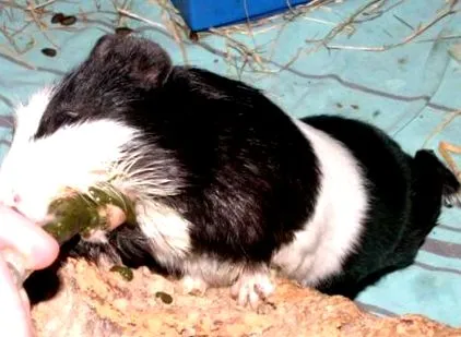 tengerimalacok info