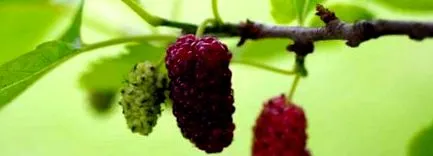 mulberry