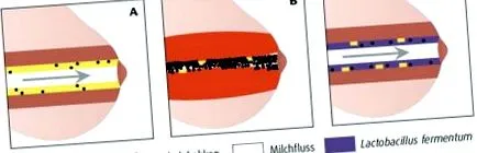 MamBiotic® Lactobacillus fermentum