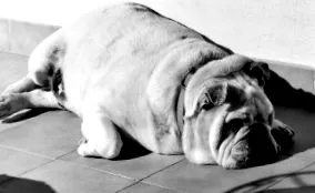 mopsz
