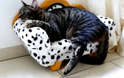 vitacat