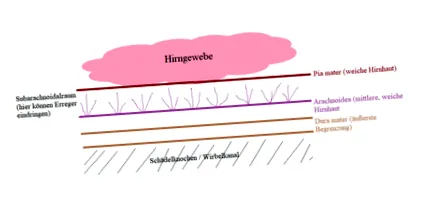 sárgarépa