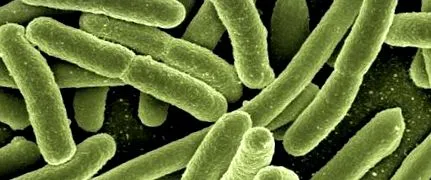 microbiologică