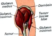 musculară