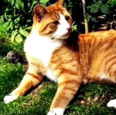 котів