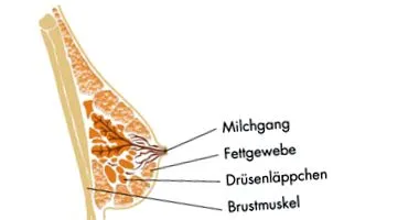 medulláris