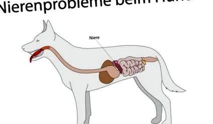заболување бубрезите