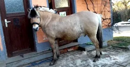 fermă