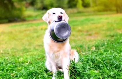 pawfect