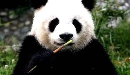 panda