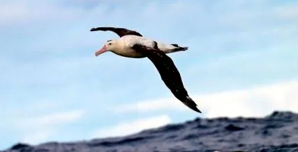 madarakat