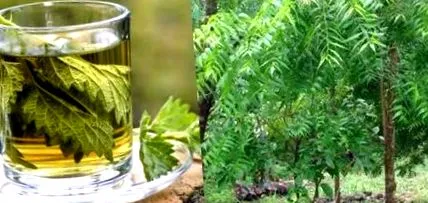 neem