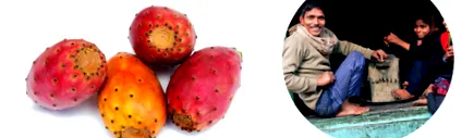 nopal