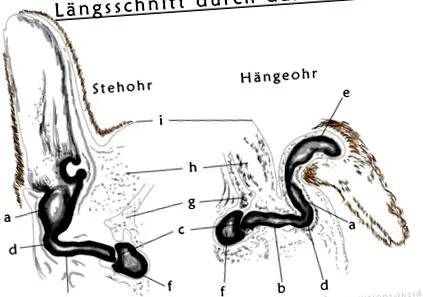 externa