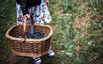 prune prune