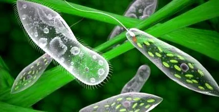 amoebe