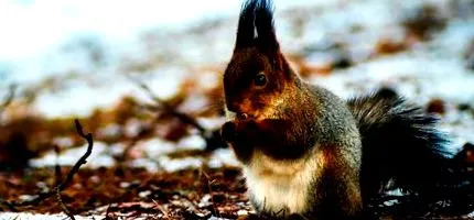 nuts