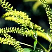 allergia HEXAL