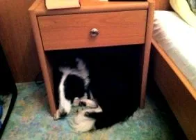 properdog