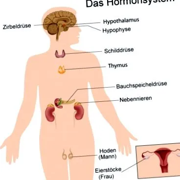betegségek