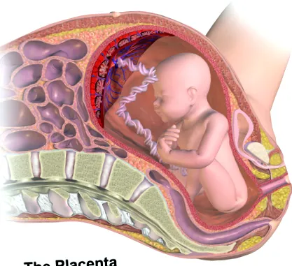 placenta