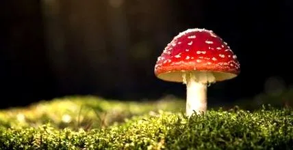 ciupercilor tratament