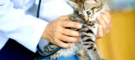 costă veterinar