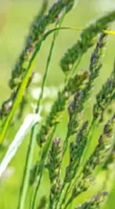 myallergy