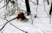 zăpadă