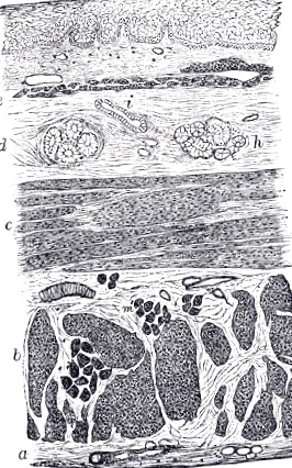 biológia lexikona