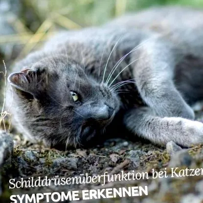 macskákban
