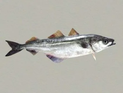 hallexikon