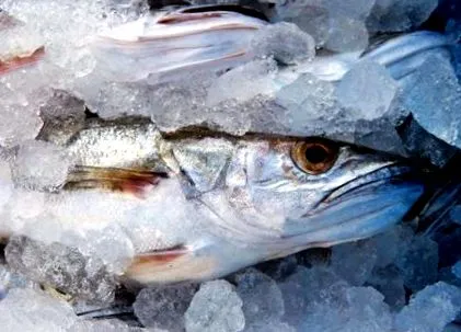 hake