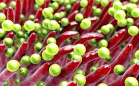 staphylococcus