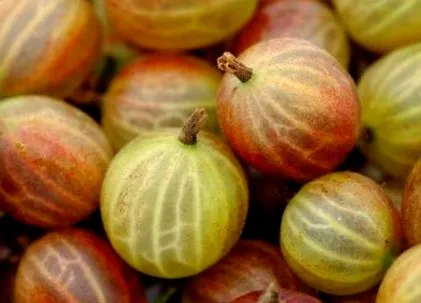 informații calorii