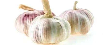 otrăvitoare usturoiul