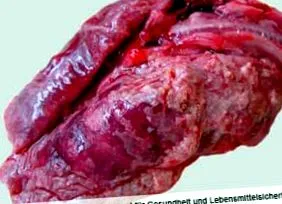 pasteurellosis