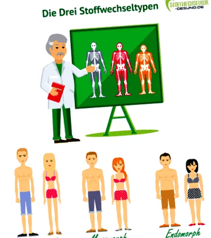 ectomorph