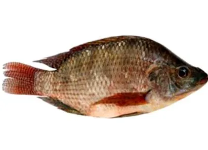 tilapia
